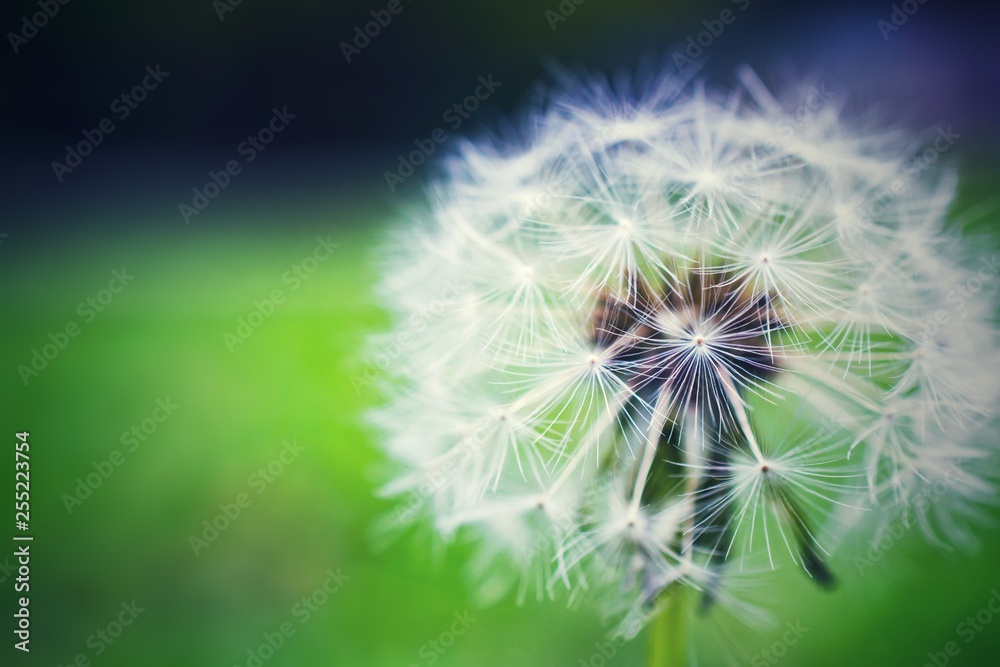 Obraz premium Dandelion.