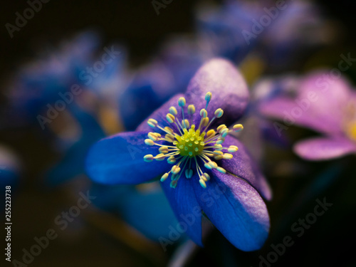 violet blue flowers macro photo. Flower buds closeup