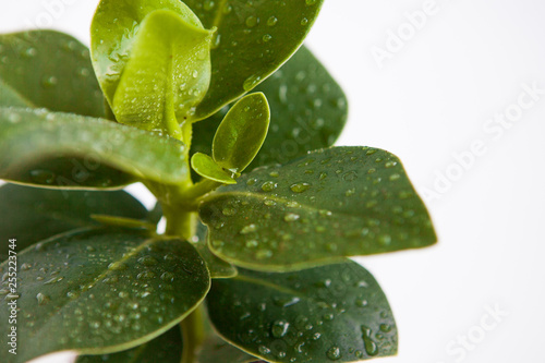 Plant leaf with drop of water on the white background, close up