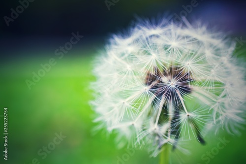 Dandelion.