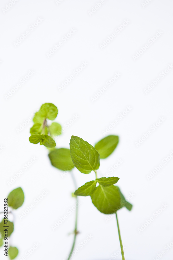 Green leaves on the white ground
