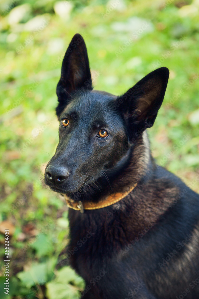 Black dog head