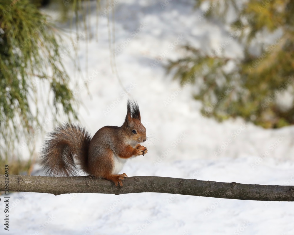 squirrel on a branch squirrel on a branch