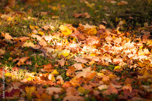 Fallen leaves  autumn