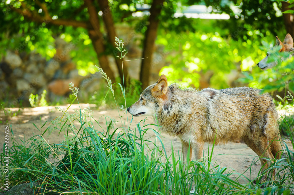 Fototapeta premium Grey Wolf (Canis lupus) Portrait
