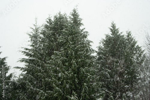 Snow in Cedars © Thomas