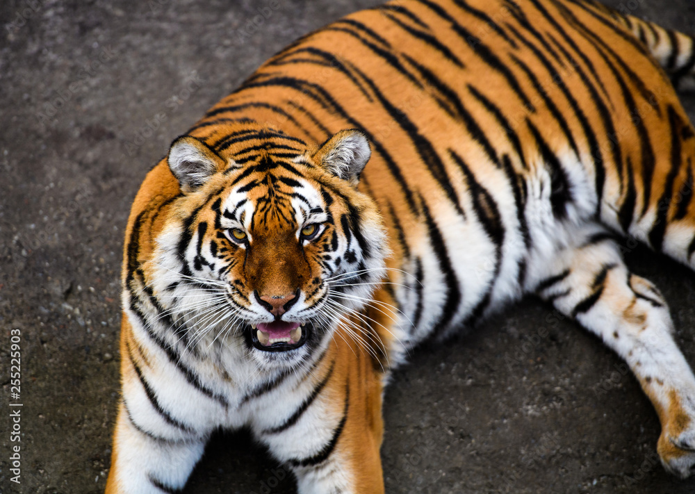 Obraz premium Beautiful Amur tiger