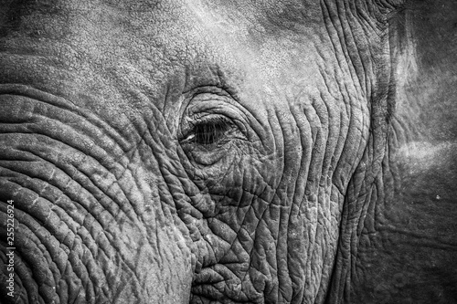 Wallpaper Mural Elephant Eye.bw Torontodigital.ca