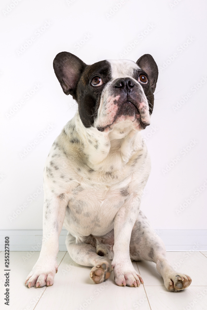 French bulldog posing on the floor
