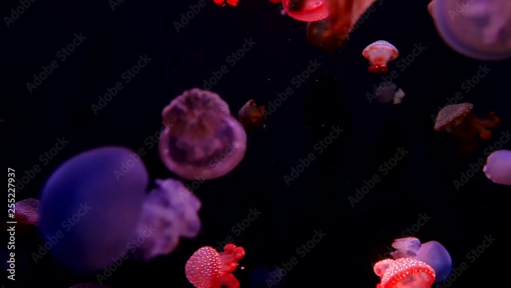 Close-up Jellyfish, Medusa in fish tank with neon light. Close-up Jellyfish, Medusa in fish tank with neon light.