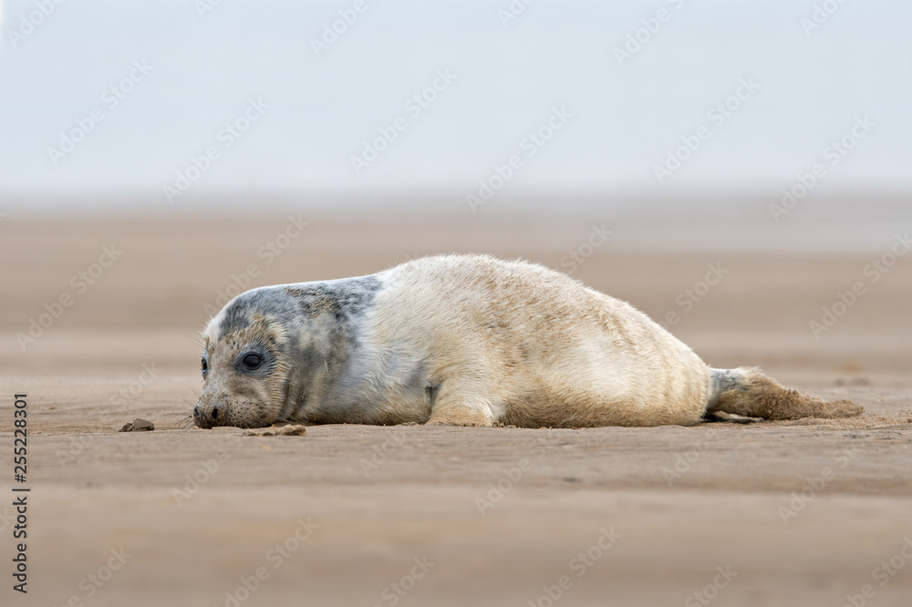 Fototapeta premium Atlantic Grey Seal Pup (Halichoerus grypus)