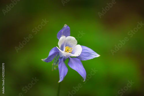 Wallpaper Mural Columbine Flower Macro Torontodigital.ca