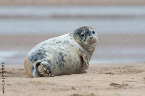 Atlantic Grey Seal Pup (Halichoerus grypus)