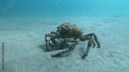 crab walking in sea