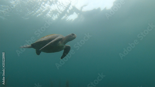 sea turtle viewed from below © emi