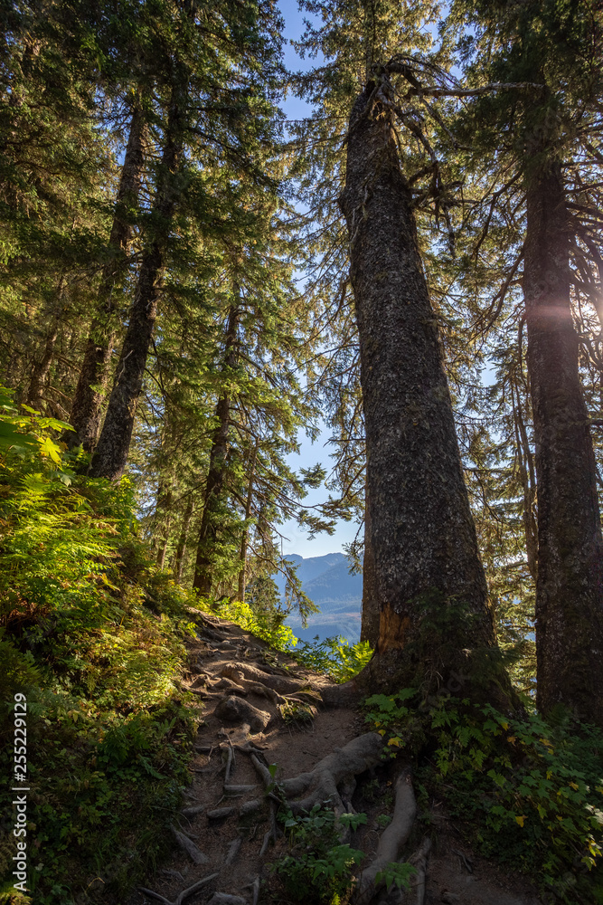 View of the trail to Mt. Roberts Trailhead from Juneau, Alaska. 