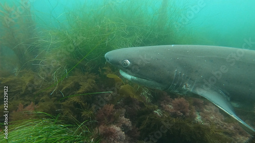 Sevengill shark swimming through eel grass