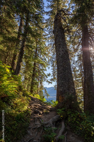 View of the trail to Mt. Roberts Trailhead from Juneau, Alaska. 