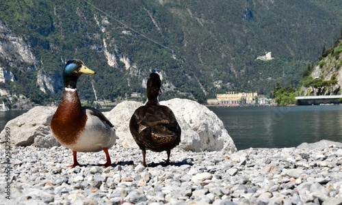 Ducks - Lago di Garda