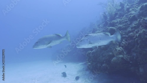 A Pair Of Cubera Snapper Cruise Reef photo