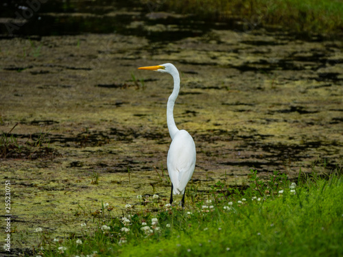 Great Egret in Retention Pond