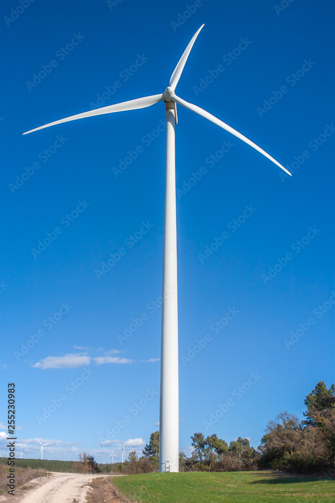 Wind farm for electric power 