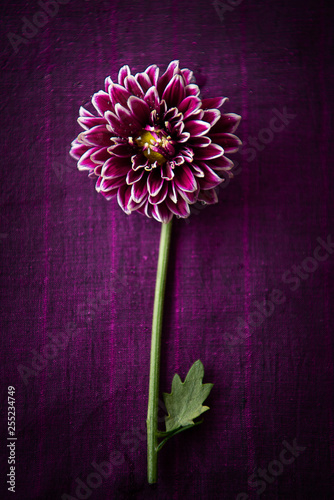 Pink-Purple chrysanthemum photo