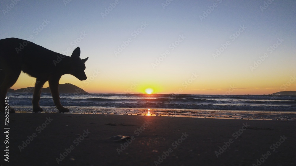 Dog Dog