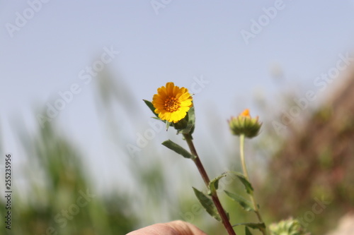 one Marigold flowers in the garden. yellow flower Marigolds Wild  