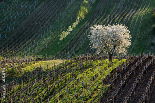 Moravian Tuscany in spring