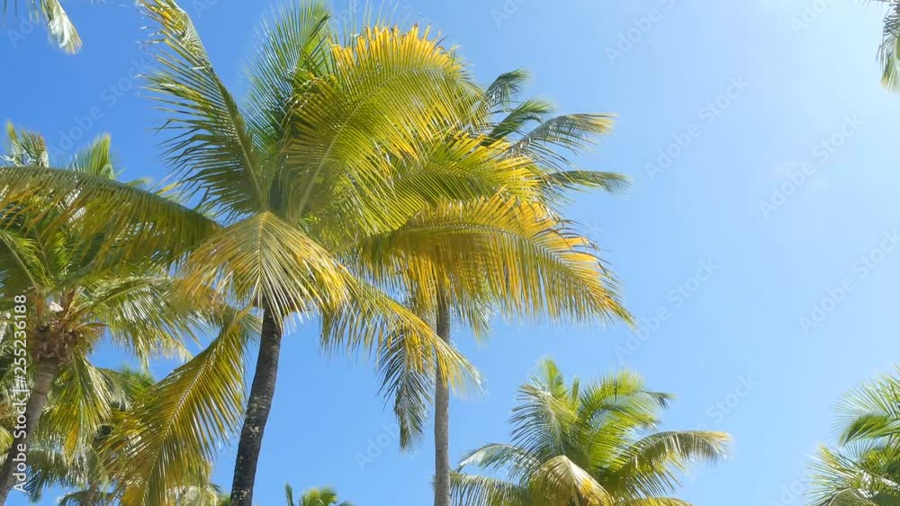 Panoramic view of palm trees and blue sea in Bas du fort beach in Guadeloupe. Lesser Antilles, Caribbean sea Panoramic view of palm trees and blue sea in Bas du fort beach in Guadeloupe. Lesser Antilles, Caribbean sea