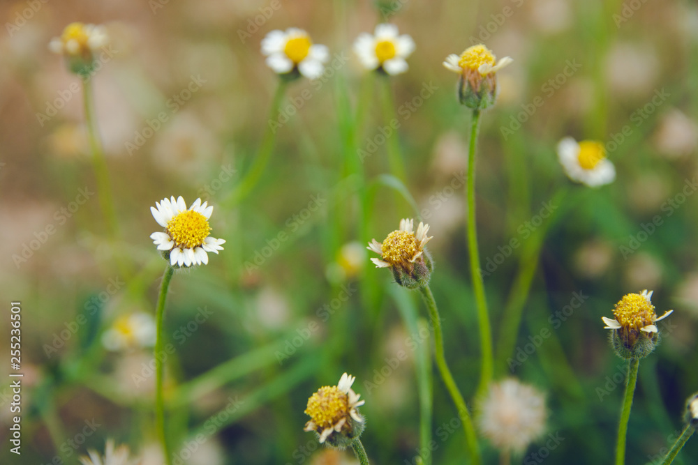 Coatbuttons, Mexican daisy, Tridax procumbens, Asteraceae, Wild Daisy on blur background. Coatbuttons, Mexican daisy, Tridax procumbens, Asteraceae, Wild Daisy on blur background.