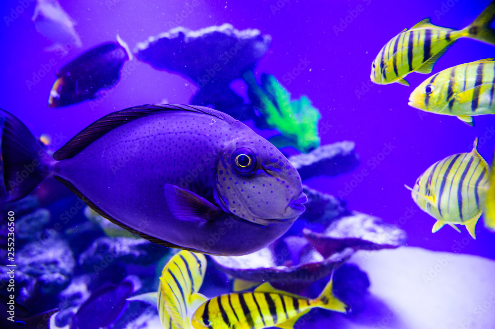 Naklejka premium Wonderful and beautiful underwater world with corals and tropical fish.