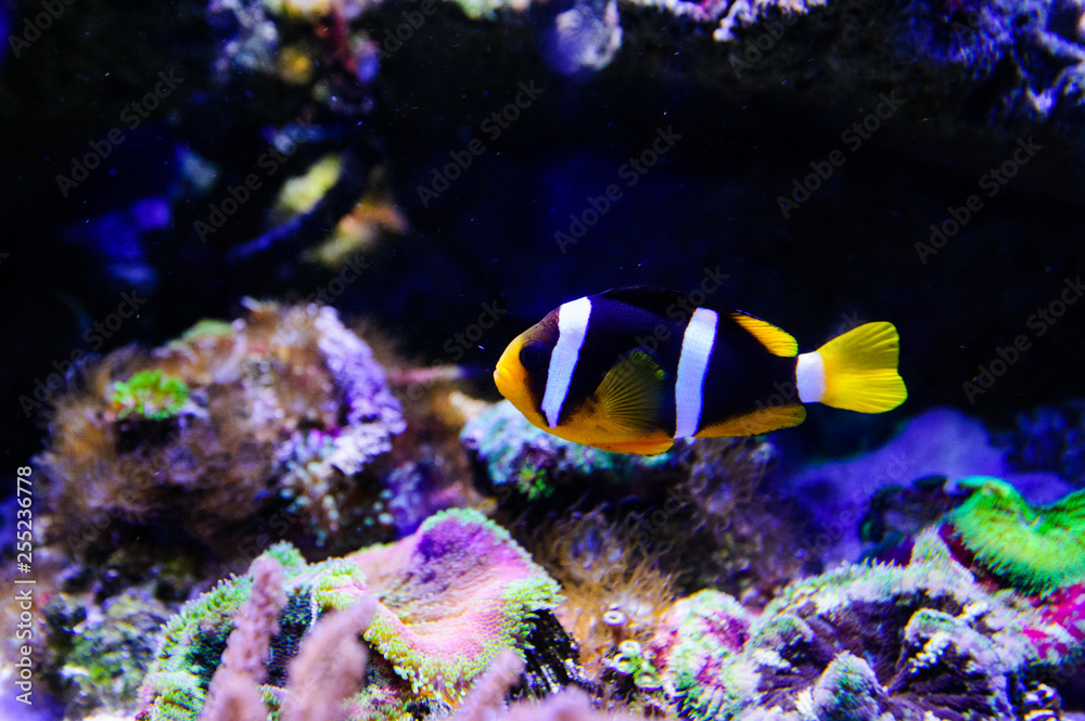 Wonderful and beautiful underwater world with corals and tropical fish. Wonderful and beautiful underwater world with corals and tropical fish.