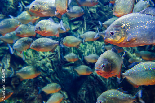 Wonderful and beautiful underwater world with corals and tropical fish. © The Len