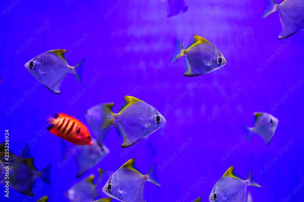 Wonderful and beautiful underwater world with corals and tropical fish. Wonderful and beautiful underwater world with corals and tropical fish.
