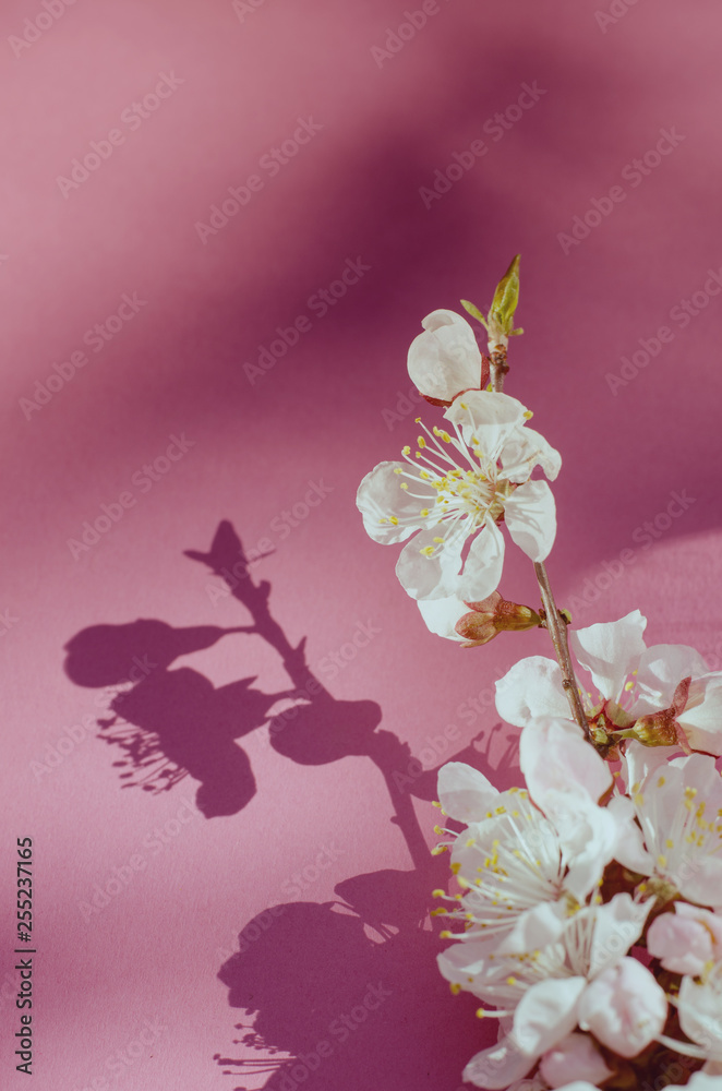 Fototapeta premium White apricot flowers on a pink background. Annual New Year.