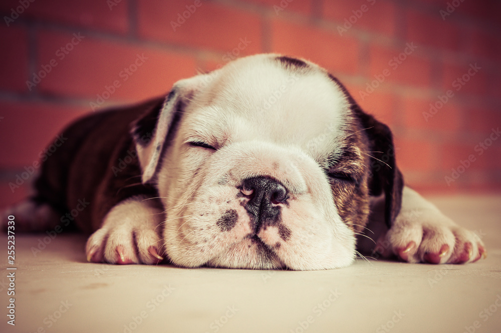 Filhote de cachorro buldogue dormindo