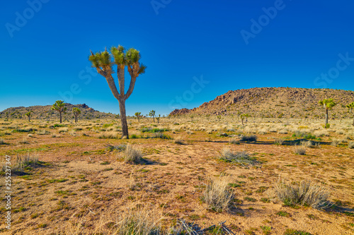 Joshua Tree with Rock Formation