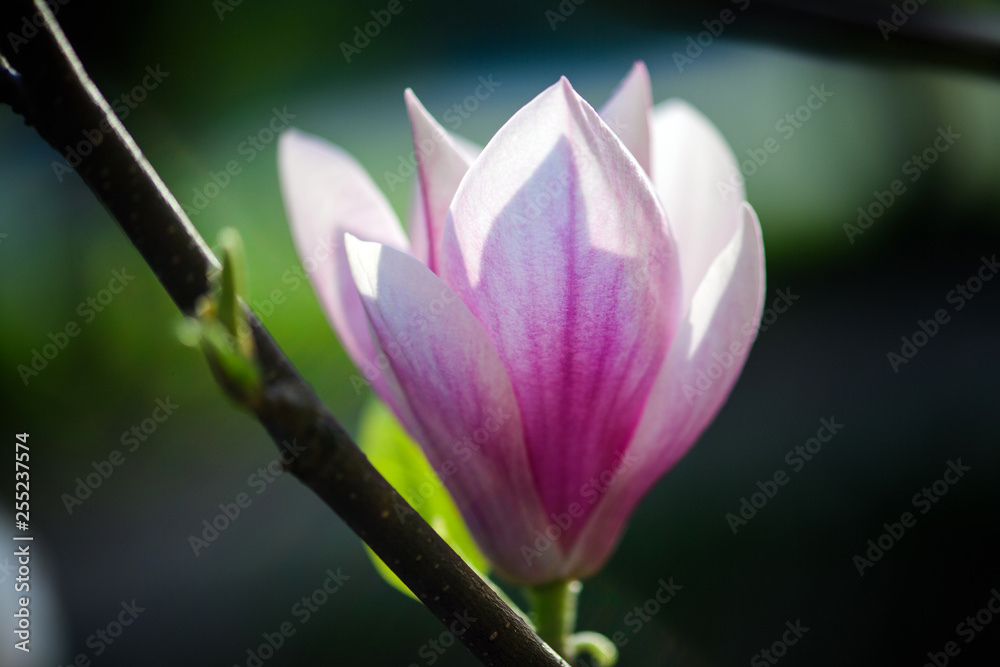 Beautiful flowering, blooming tree - beautiful blossomed magnolia flower branch in spring
