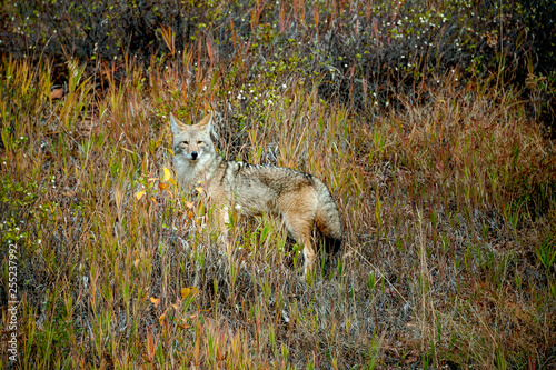 Coyote standing in grassy field photo