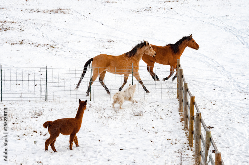 Horses running with dog and alpaca on farm during winter Horses running with dog and alpaca on farm during winter