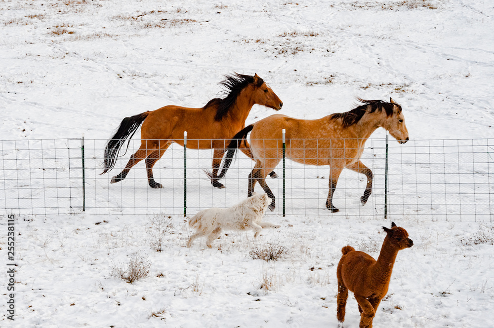 Horses running with dog and alpaca on farm during winter Horses running with dog and alpaca on farm during winter