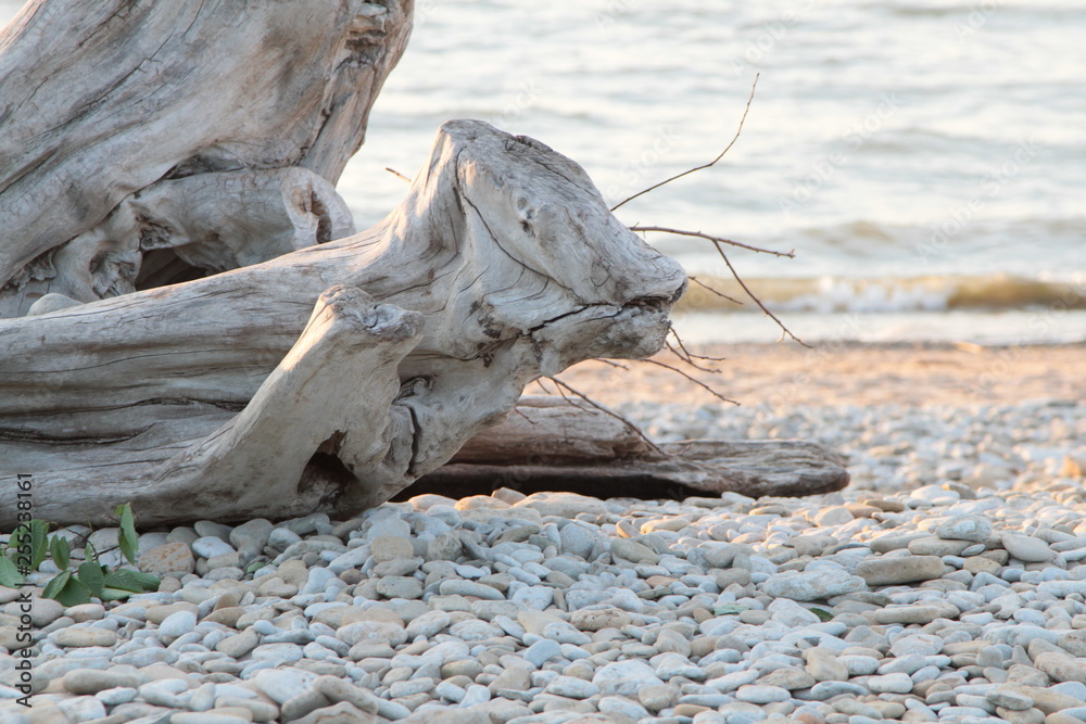 The sea has beached trees. Looks like a lizard dragon. The sea has beached trees. Looks like a lizard dragon.