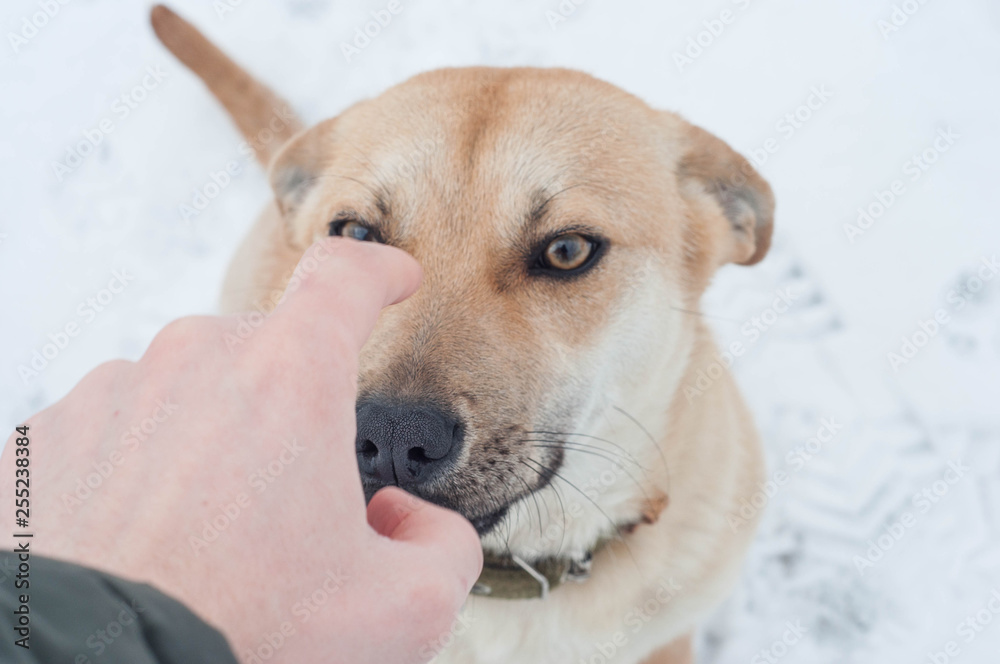 Punishing a dog for offense without beatings, in winter Punishing a dog for offense without beatings, in winter