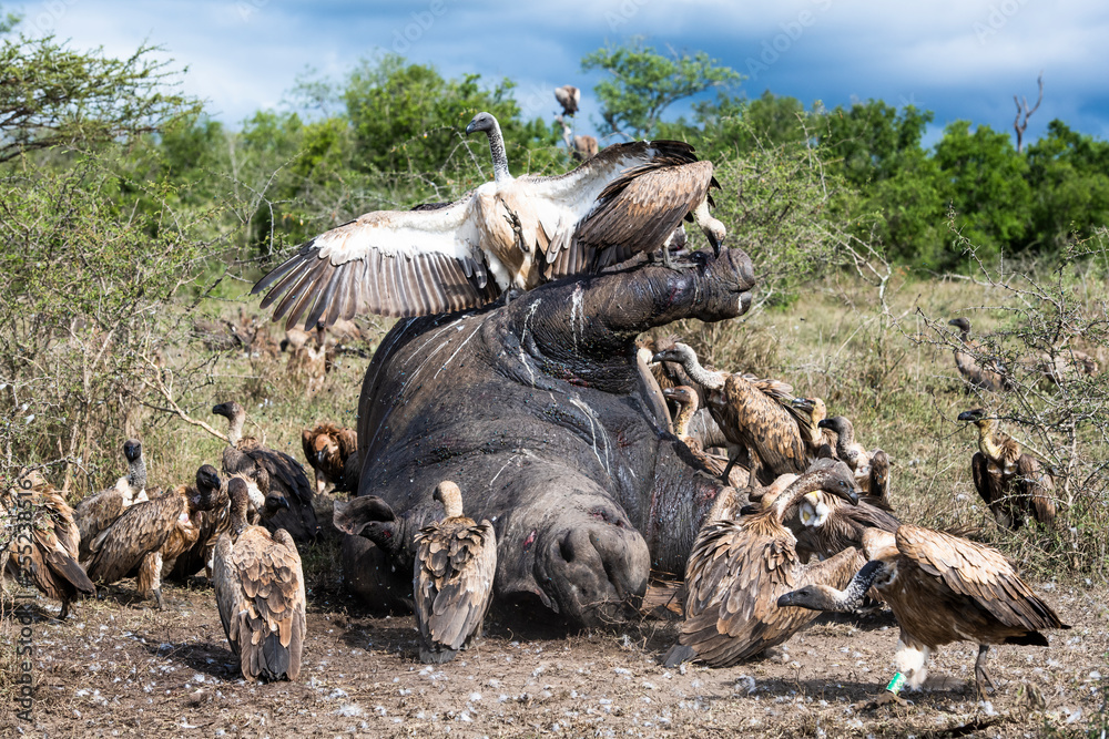 White backed vultures feeding on poached white rhinoceros White backed vultures feeding on poached white rhinoceros