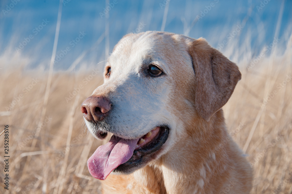 Close up of Labrador retriever Close up of Labrador retriever
