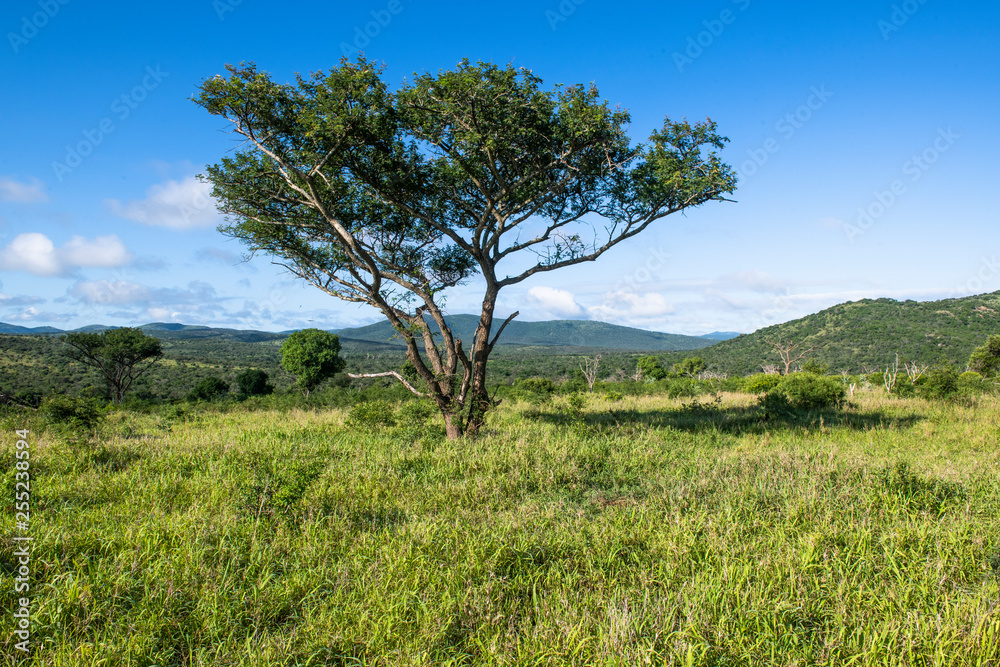 View of acacia tree in Zululand during summer View of acacia tree in Zululand during summer