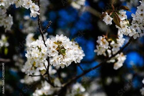 Spring Cherry blossoms