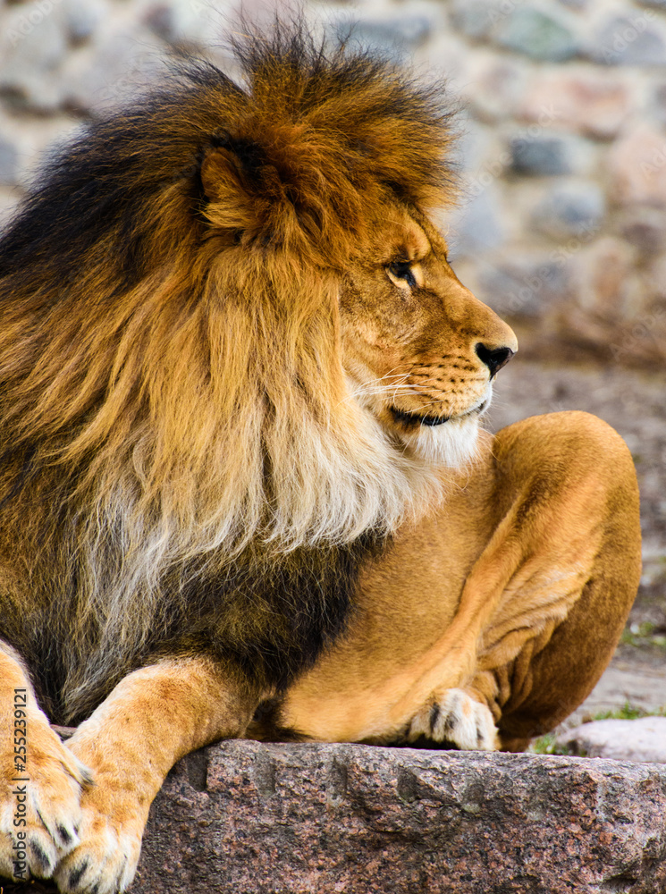 Naklejka premium Beautiful Mighty Lion